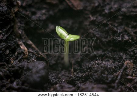 Macro shot of a young sprout and soil