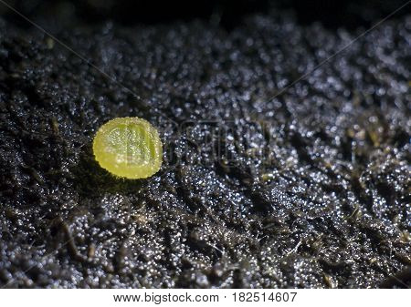 Macro shot of a young mushrooms and soil