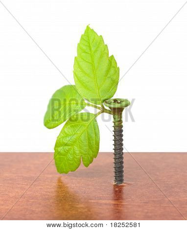Schroef met jonge spruiten