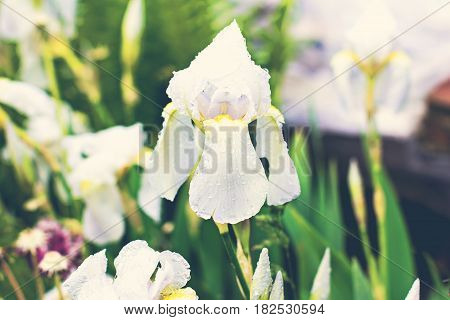 White Irises In The Garden