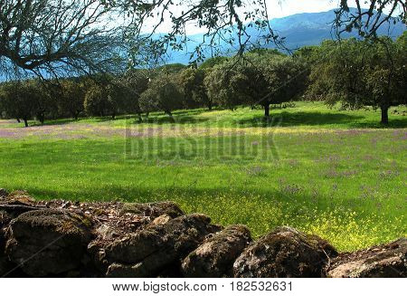 A green field with a stone wall and distant mountains