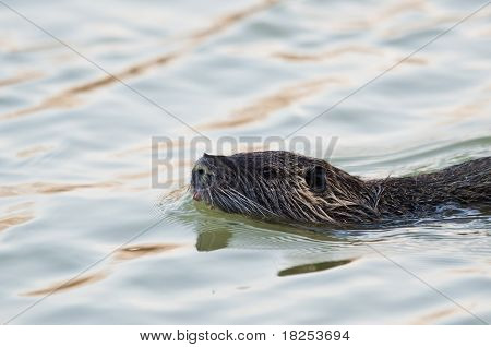 Nutria