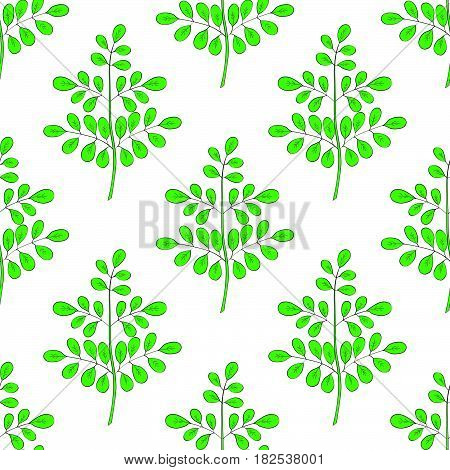 Moringa oleifera medicinal plant. Hand drawn botanical sketch illustration in color seamless pattern.