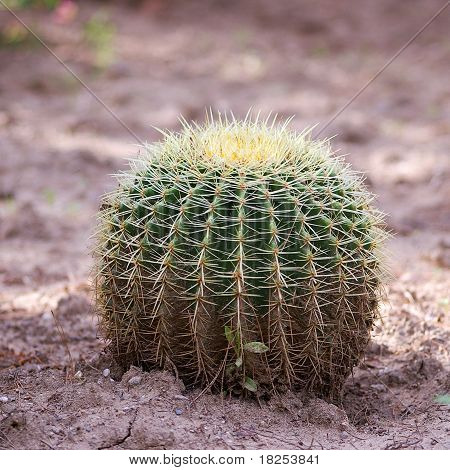 Kleine groene Cactus