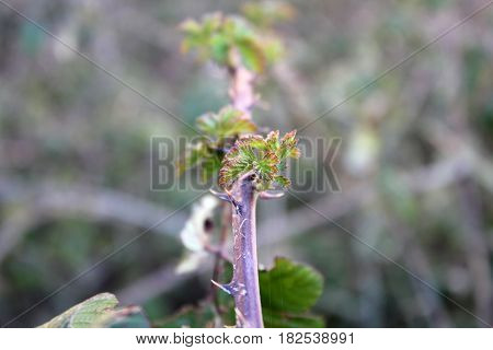 Close up of Sprouts of blackberry in the autumn on blurred background