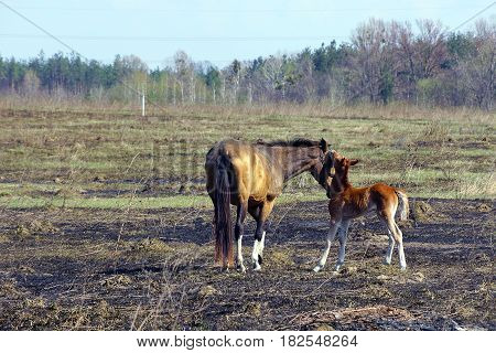A colt and a horse on a burnt field
