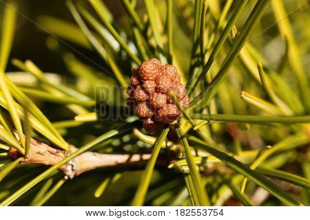 Macro photo of Japanese umbrella pine needles (Sciadopitys verticillata)
