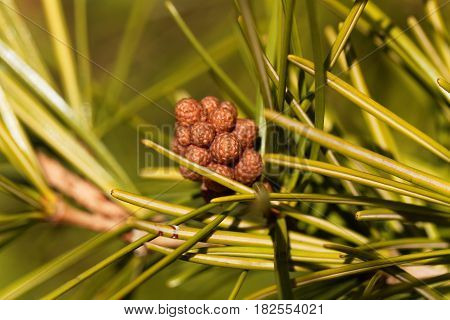 Macro photo of Japanese umbrella pine needles (Sciadopitys verticillata)