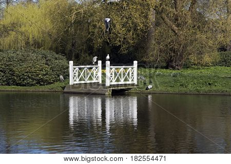 Small white bridge in Frederiksberg Garden and herons and seagull Copenhagen Denmark.