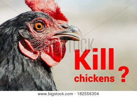 Portrait of a beautiful charismatic chicken of black color in profile in a natural environment with a beautiful soft bokeh, close-up shot of a macro