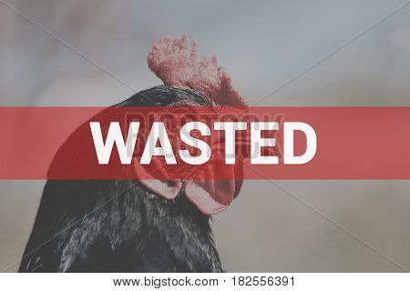 Portrait of a beautiful charismatic chicken of black color in profile in a natural environment with a beautiful soft bokeh, close-up shot of a macro
