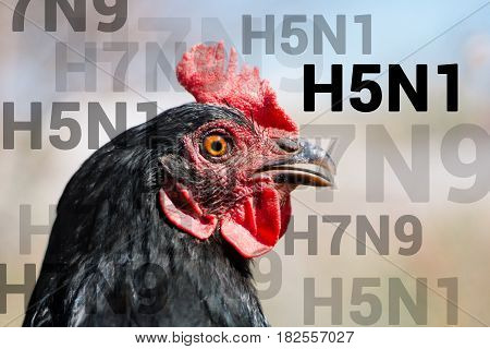 Portrait of a beautiful charismatic chicken of black color in profile in a natural environment with a beautiful soft bokeh, close-up shot of a macro