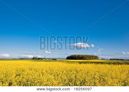 Campo di colza e della turbina di vento