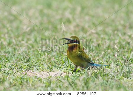 Blue-tailed bee-eater ( Merops philippinus) on the ground