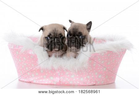 french bulldog littermates in a dog bed on white background