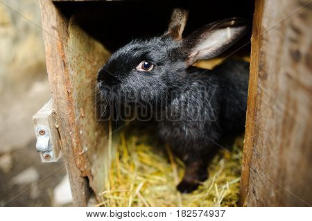 Big black rabbit in a cage. Big black rabbit in a cage. Sits on a underlay from hay.