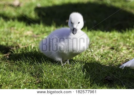 Beautiful white cygnet. Baby black-necked swan (Cygnus melancoryphus) in grass facing camera. Cute animal picture.