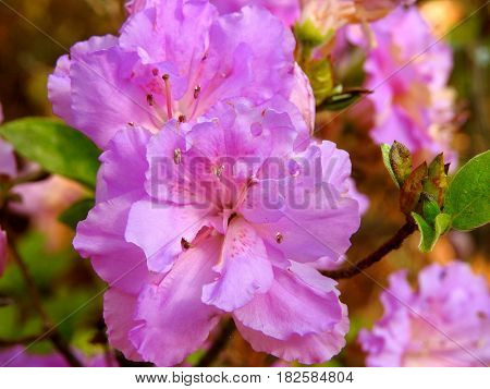 Azalea, Purple Color, Springtime Beauty, Double Leaf.