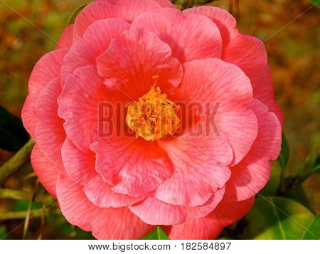 Camellia, Bright Pink, Springtime Beauty, Grows on Bush.