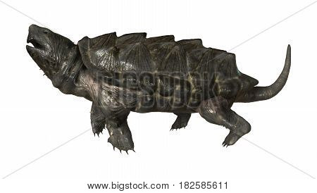 3D Rendering Alligator Snapping Turtle On White
