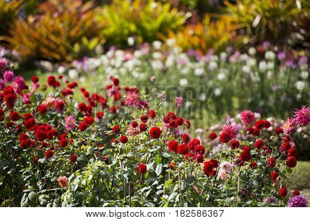 Thailand Chiang Rai Doi Tung Mea Fah Luang Garden