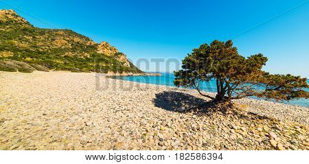Pine tree in Baccu e Praidas beach Sardinia