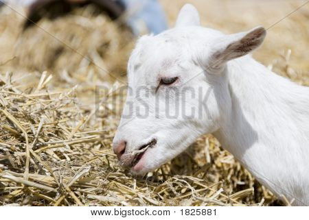 먹는 염소 아이