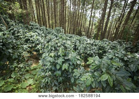 Thailand Chiang Rai Doi Tung Coffee Plantation