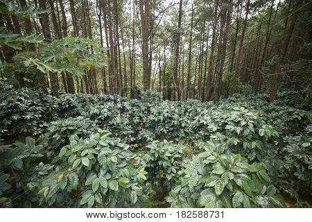 Thailand Chiang Rai Doi Tung Coffee Plantation