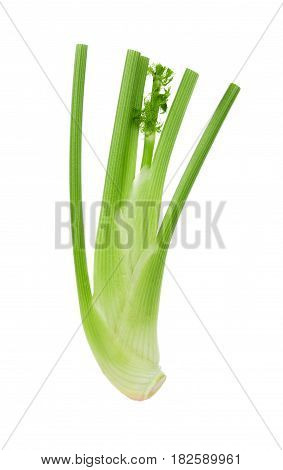 closeup fresh fennel bulb isolated on white background