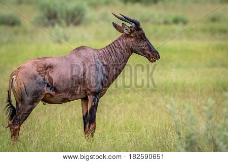 Side Profile Of A Tsessebe In The Okavango.
