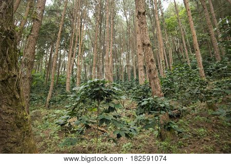 Thailand Chiang Rai Doi Tung Coffee Plantation
