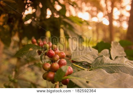 Thailand Chiang Rai Doi Tung Coffee Plantation