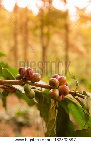 Thailand Chiang Rai Doi Tung Coffee Plantation