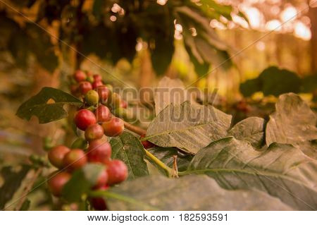 Thailand Chiang Rai Doi Tung Coffee Plantation