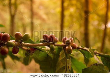 Thailand Chiang Rai Doi Tung Coffee Plantation