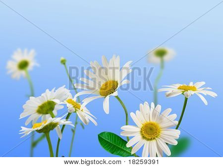 Daisywheels