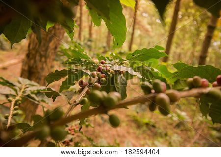 Thailand Chiang Rai Doi Tung Coffee Plantation
