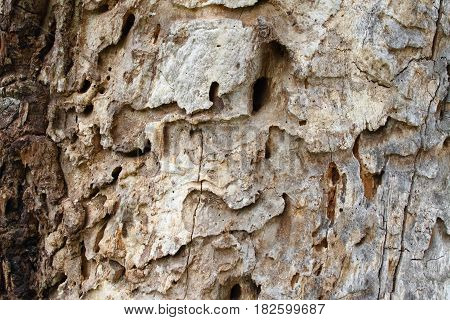 Old tree trunk with holes from woodworm and woodpecker. Brown wooden background in a rustic style.