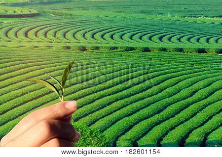 Green tea leaves in woman hand rows of tea plants in field background