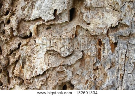 Old tree trunk with holes from woodworm and woodpecker. Brown wooden background in a rustic style.