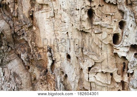Old tree trunk with holes from woodworm and woodpecker. Brown wooden background in a rustic style.