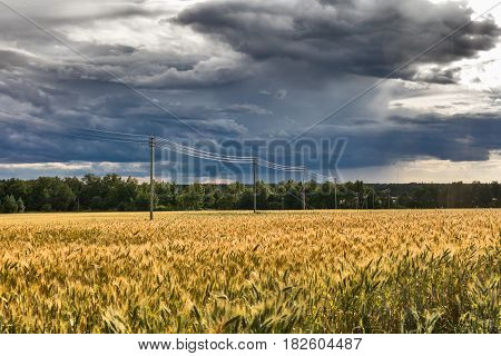 Landscape with rye ripe field, dramatic sky and electricity transmission line