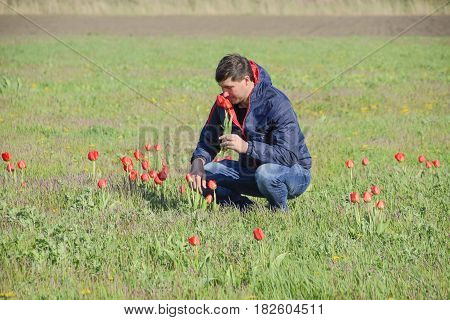 A Man In A Jacket On A Field Of Tulips. Glade With Tulips