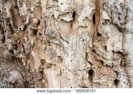 Old tree trunk with holes from woodworm and woodpecker. Brown wooden background in a rustic style.