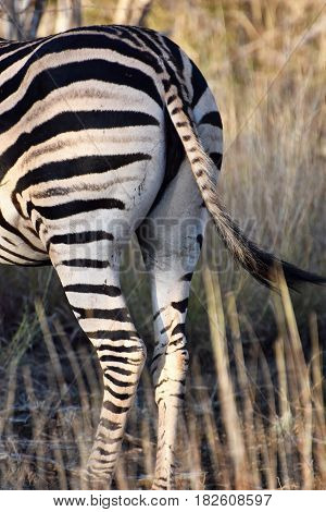 Picture of a zebra's behind, Madikwe game reserve, South Africa.