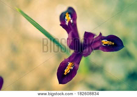 Iris Reticulata Iridodictyum On Flower Bed Low Depth Of Field