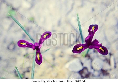 Iris Reticulata Iridodictyum On Flower Bed Low Depth Of Field