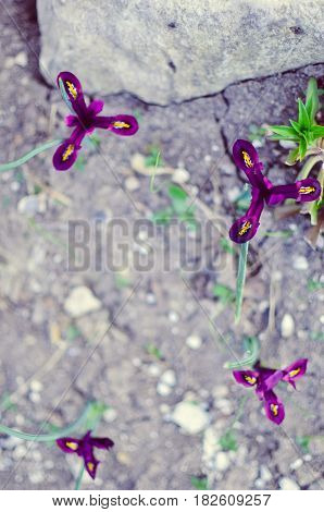 Iris Reticulata Iridodictyum On Flower Bed Low Depth Of Field