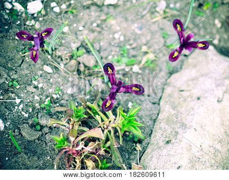 Iris Reticulata Iridodictyum On Flower Bed Low Depth Of Field